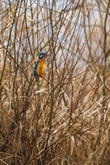A kingfisher in the Reeds
