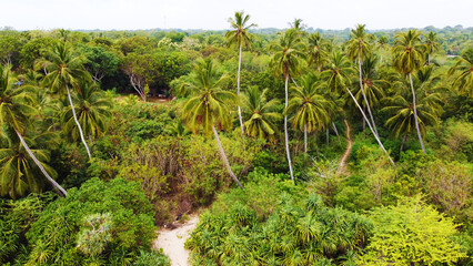 Aerial view of green palm trees and rainforest. Beautiful texture background for tourism and design. Tropical landscape