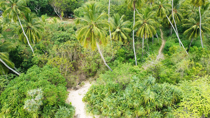Aerial view of green palm trees and rainforest. Beautiful texture background for tourism and design. Tropical landscape