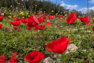 Red anemone is blossoms on Mount Carmel in February in Israel. - obrazy, fototapety, plakaty