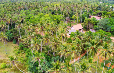 Aerial view of green palm trees and rainforest. Beautiful texture background for tourism and design. Tropical landscape