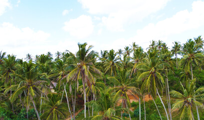 Fototapeta premium Aerial view of green palm trees and rainforest. Beautiful texture background for tourism and design. Tropical landscape
