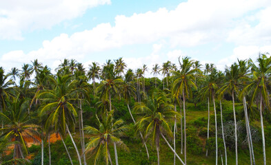 Fototapeta premium Aerial view of green palm trees and rainforest. Beautiful texture background for tourism and design. Tropical landscape