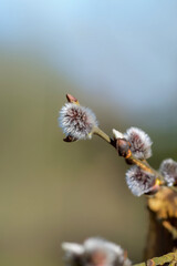 Weidenk&auml;tzchen mit Bokeh Hintergrund freundliches Licht
