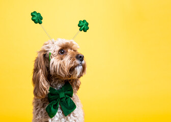 St Patrick's Day Dog