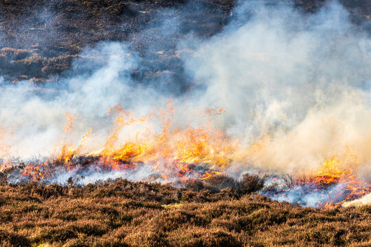 The controlled burning of heather moorland (swailing or muirburn) in winter on the slopes of Sgor Mor south of Braemar, Aberdeenshire, Scotland UK