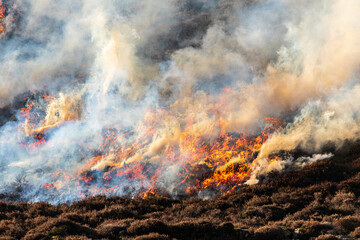The controlled burning of heather moorland (swailing or muirburn) in winter on the slopes of Sgor...