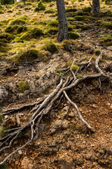 Fototapeta na wymiar imagen detalle de unas raíces visibles por encima de la tierra entre la naturaleza 