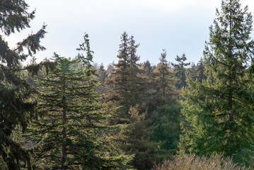 High angle view of green pine tree forest treetops.