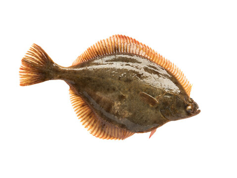 Baltic sea flounder isolated on white background