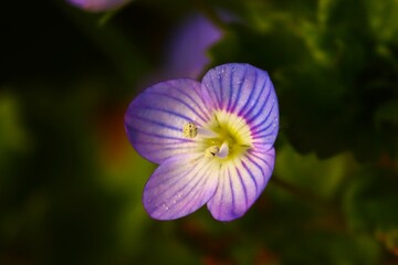 Gros Plan sur une fleur de Véronique 