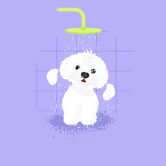 Maltese puppy dog having a shower. Pets. White dog