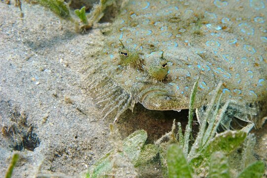 Masked flatfish (Pardachirus marmoratus) hiding on the sandy bottom. Fish on the seabed, underwater photography from snorkeling. Tropical animal with the textured skin in the ocean.
