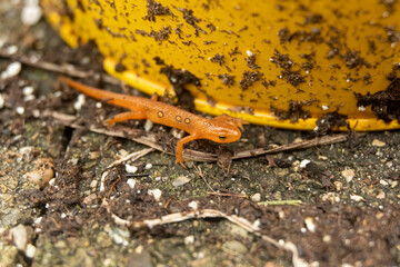 Red salamanders are equipped with a projectile tongue that extends and withdraws in just 11...