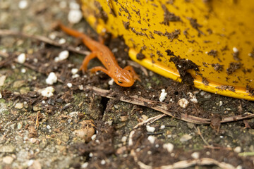Obraz na płótnie Canvas Red salamanders are equipped with a projectile tongue that extends and withdraws in just 11 milliseconds. 