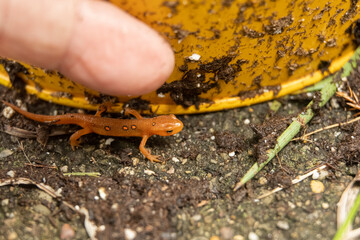 Red salamanders are equipped with a projectile tongue that extends and withdraws in just 11...