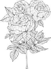 Hand Drawn arrangement of rose flowers, Detailed illustration of roses for clothing, home decor, cards and templates, scrap booking, post cards, frames.