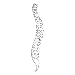 Spine one line on white background, simple sketch of part of skeleton. 