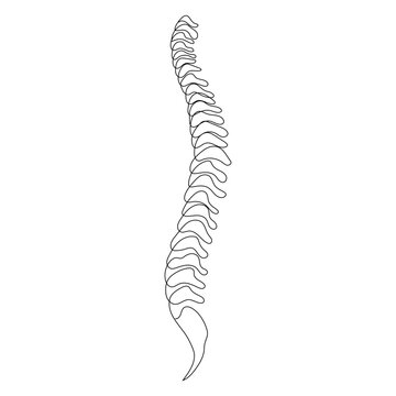 Spine one line on white background, simple sketch of part of skeleton. 