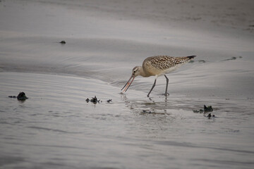 Sandpiper eating worm