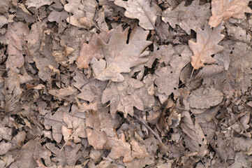 old fallen leaves lie on the ground. Сloseup background