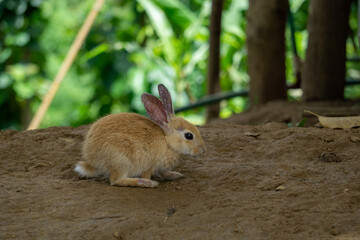 Handsome domestic rabbit. It is a domesticated subspecies. They are very beautiful and large in size.
