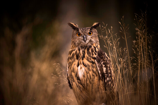 Eurasian Eagle Owl Bubo Bubo sitting on a tree trunk in a dark background.