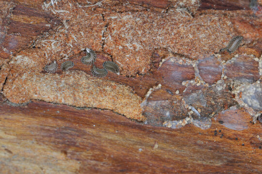 Small invertebrates living under the bark of dead pine trees, including Chernetid Pseudoscorpion (Pseudoscorpiones), mites and Millipede, Bristly millipede (Polyxenus lagurus) Polyxenidae.