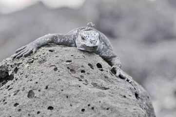 Sea iguana in the Galapagos