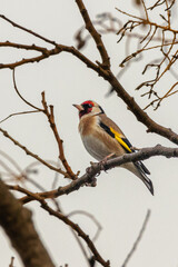 European Goldfinch perched on a tree branch