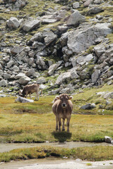 Cows in Sant Maurici National Park, Spain