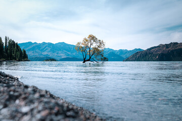 Lake Wanaka mit berühmten einzelnen Baum im See und hängendem Ast mit Bergen im Hintergrund und...