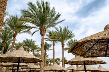 palm trees and wooden umbrellas in Egypt Sharm El Sheikh