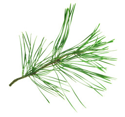 Pine tree branch. Fir twigs with green needles isolated. Winter holiday evergreen decoration, spruce. Cones, pine branch