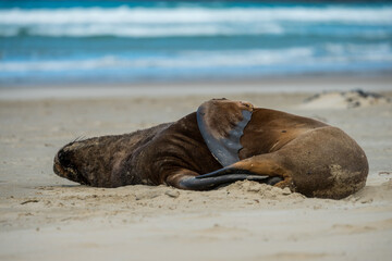 Schlafender Seelöwe in freier Wildbahn am Strand.