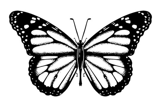  Butterfly sketch drawing drawn by hand with ink. Insect silhouette. Isolated on white background. Vector.
