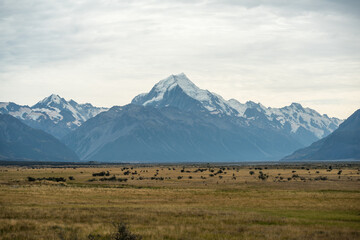 Fototapeta na wymiar Graslandschaft in einer Ebene mit Bergen und Gletschern im Hintergrund in Neuseeland.