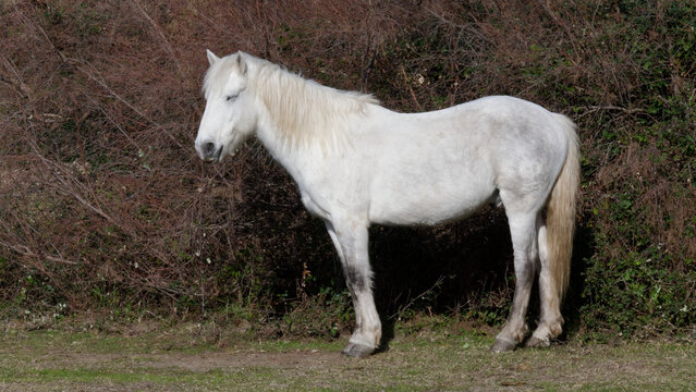 chevaux de camargue