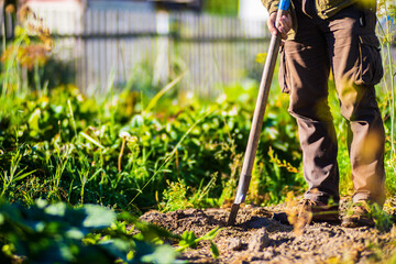 The farmer stands with a shovel in the garden. Preparing the soil for planting vegetables. Gardening concept. Agricultural work on the plantation