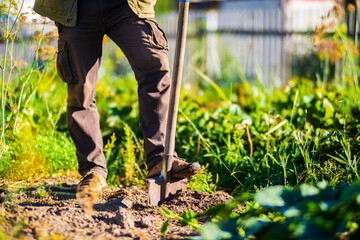 The farmer stands with a shovel in the garden. Preparing the soil for planting vegetables....