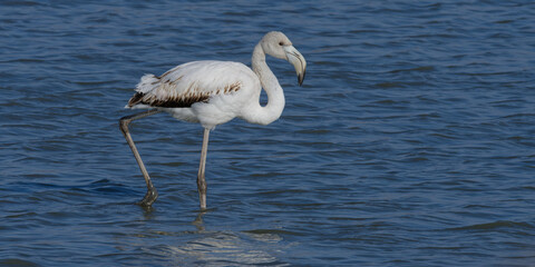flamant rose - phoenicopterus roseus