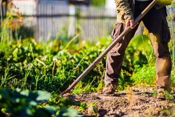 Farmer cultivating land in the garden with hand tools. Soil loosening. Gardening concept. Agricultural work on the plantation