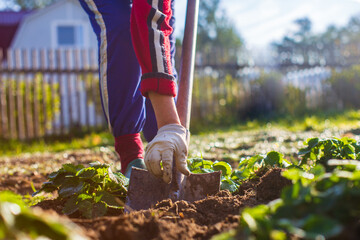 The farmer digs the soil in the vegetable garden. Preparing the soil for planting vegetables. Gardening concept. Agricultural work on the plantation