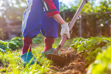 Farmer cultivating land in the garden with hand tools. Soil loosening. Gardening concept....