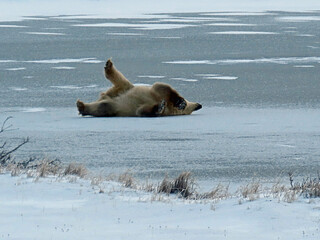 Rolling polar bear