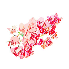 bougainvillea flower design fullcolour with transparent background