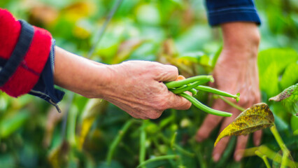 Farmer's hands harvest crop of bean in the garden. Plantation work. Autumn harvest and healthy organic food concept close up with selective focus