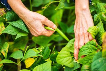 Farmer's hands harvest crop of bean in the garden. Plantation work. Autumn harvest and healthy organic food concept close up with selective focus