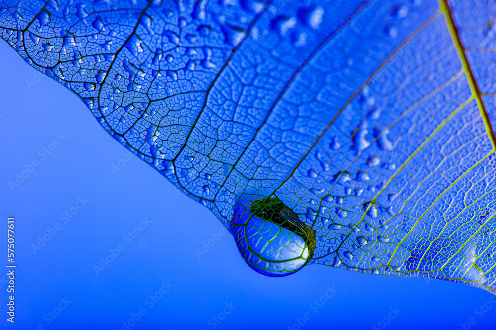 Sticker dewy leaf skeleton texture, leaf background with veins and cells - macro photography