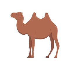 Arab camel in full size. A mammal, an animal with hooves and two humps. Isolated vector illustration.